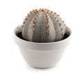 陶植 Astrophytum ランポー玉(八角) 陶器の植物 / Studio..zok