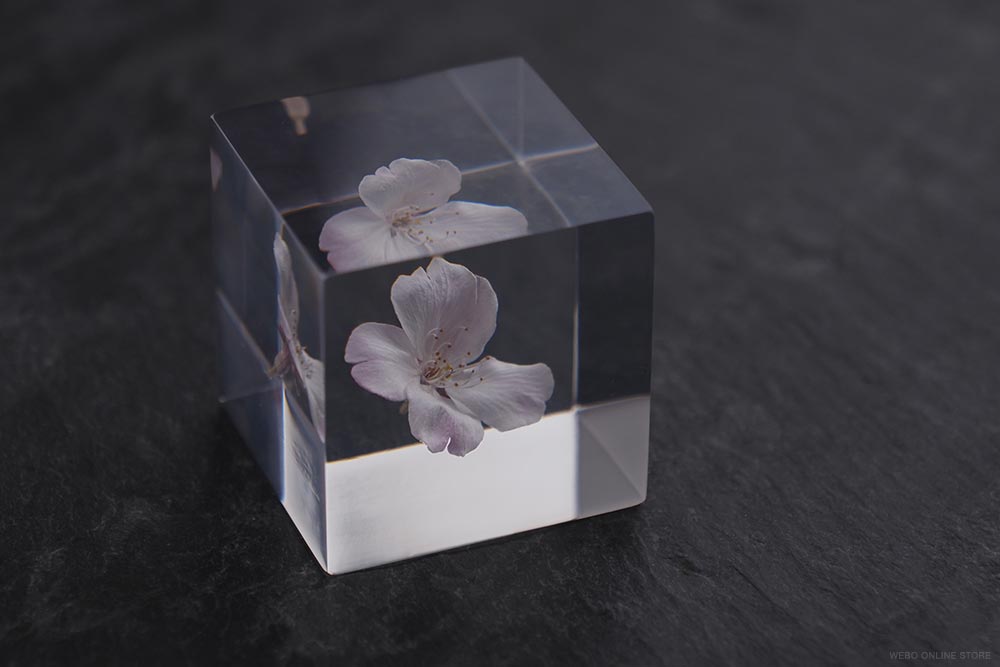 SOLA CUBE Sakura（サクラ 桜）/ Usaginonedoko ウサギノネドコ