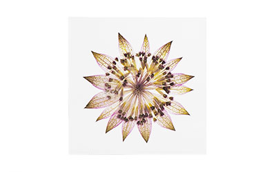 Sola tile ソラタイル / usagino nedoko