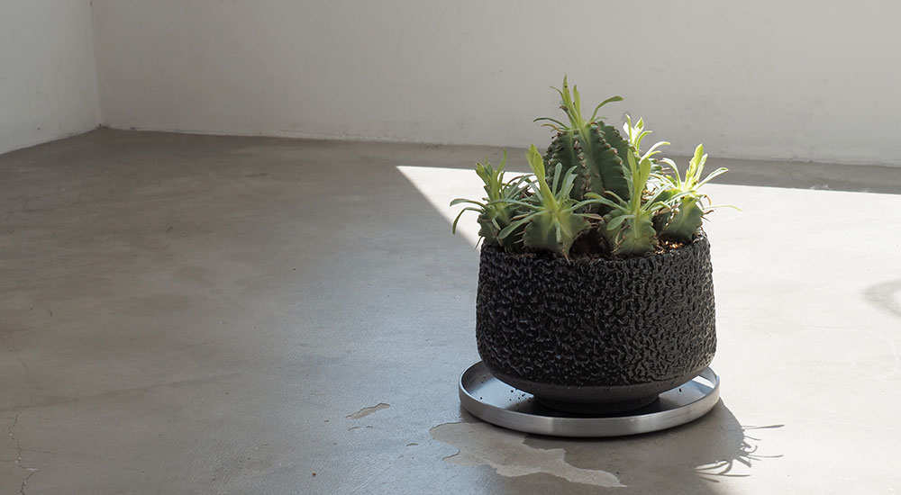 Euphorbia pulvinata × Hinodeya Rock Glazed Planter ユーフォルビア・プルビナータ(ブルウィナタ ササガニマル 笹蟹丸)