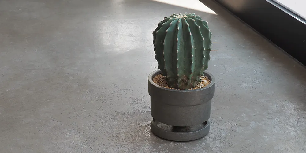 Ferocactus Glaucescens + PLANTER TEDDY (王冠竜 + プランター テディ)