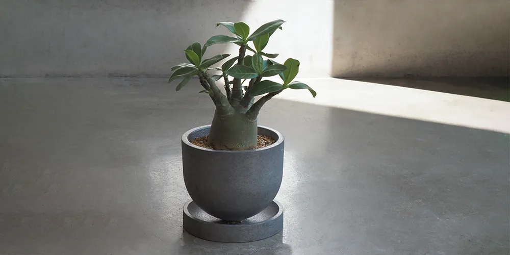 Adenium arabicum × Planter GORDIE アデニウム アラビカム(植え替え済み)