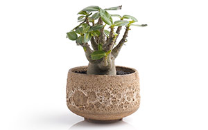 Adenium arabicum アデニウム アラビカム & Matcha Planter （ビザールプランツ） 